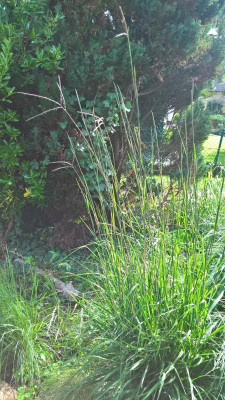 Andropogon Red October.jpg