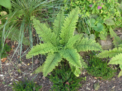 2021-08-20 Farne Polystichum setiferum 'Weihenstephan'.jpg