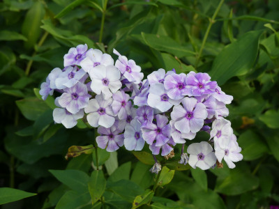2021-08-20 Phlox 1.jpg
