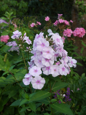 2021-08-20 Phlox 2.jpg
