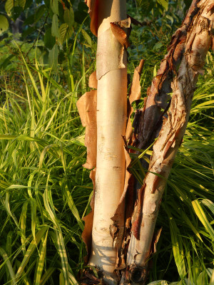 2021-08-20 Betula 'China Rose' 1.jpg