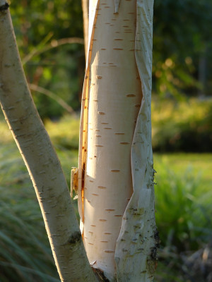 2021-08-20 Betula 'Grayswood Ghost' 1.jpg