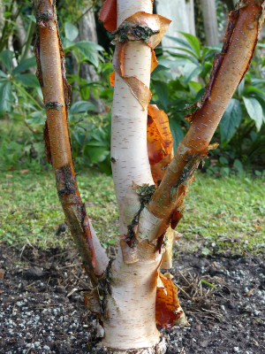 2021-08-20 Betula 'Pink Champagne' 1.jpg