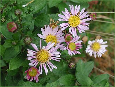 Aster_savatieri.JPG
