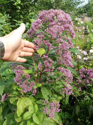 2021-08-21 Eupatorium 'Ankum's August'.jpg