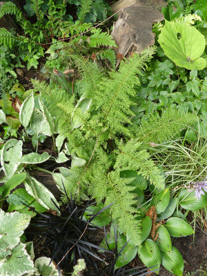 2021-08-21 Polystichum setiferum 'Plumosum Selection'.jpg