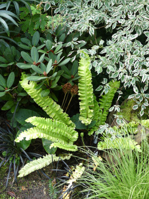 2021-08-21 Farne Asplenium scolopendrium 'Crispum Speciosum'.jpg