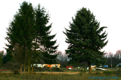 9787_dunkle-Tannen.jpg