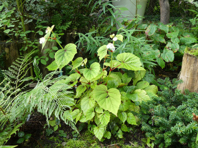2021-08-21 Begonia grandis ssp. sinensis 'Snowpop'.jpg