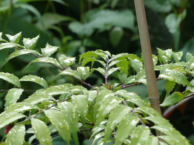 2021-08-21 Mahonia x savilliana 1.jpg