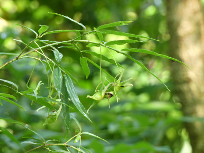 2021-08-21 Euonymus cornutus var.quinquecornutus.jpg