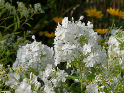 2021-08-21 Phlox 'Gregor's Pride' 1.jpg