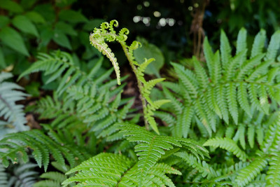 dryopteris_affinis.jpg
