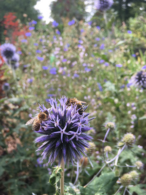 echinops.jpg