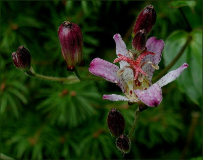 Tricyrtis_xH.JPG