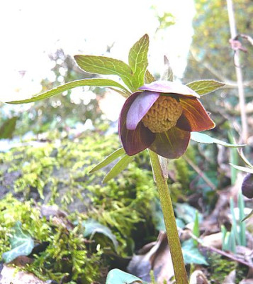 Helleborus_torquatus_fars_2008.jpg