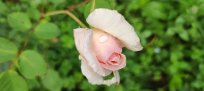 IMG_20210822_115109.jpg