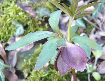 Helleborus_torquatus_2_fars_2008.jpg
