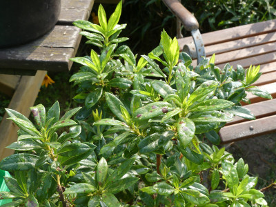 2021-08-21 Rhodo Fragrance 1.jpg