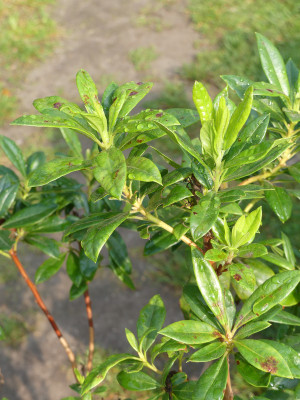 2021-08-21 Rhodo Fragrance 2.jpg