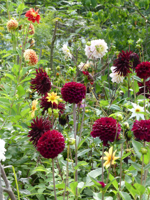 2021-08-21 Dahlien 2.jpg