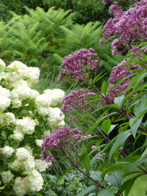 2021-08-22 Eupatorium 'Riesenschirm' 1.jpg