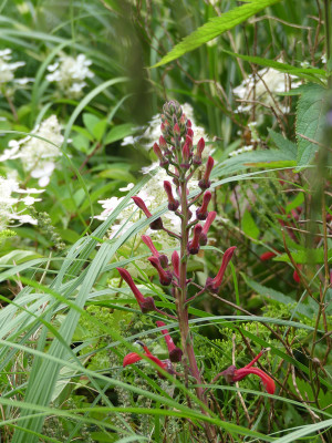 2021-08-22 Lobelia tupa.jpg