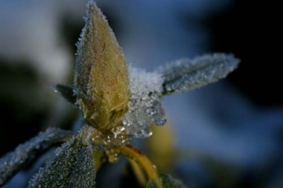 C1277_vereiste_Rhodoknospe.jpg