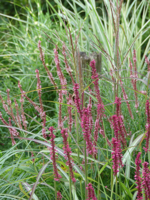 2021-08-22 Gartenimpressionen 2.jpg
