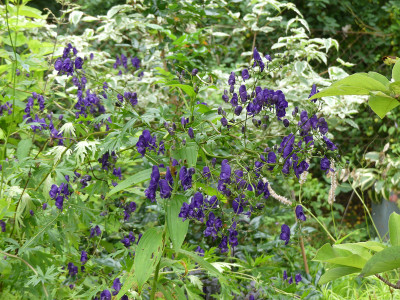2021-08-22 Aconitum.jpg