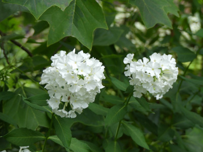 2021-08-22 Phlox 'Zauberflöte'.jpg