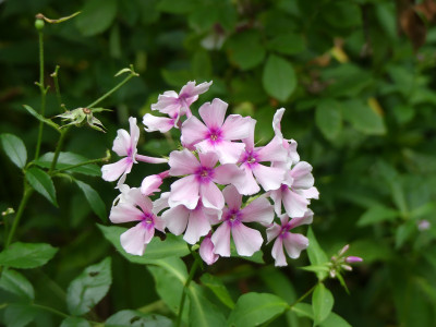 2021-08-22 Phlox 'Fr. Dr. Focke'.jpg