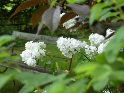 2021-08-22 Phlox 'Mount Fujiyama'.jpg
