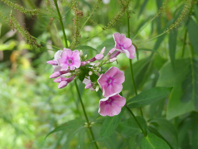 2021-08-22 Phlox 'Tüpfelchen' 1.jpg