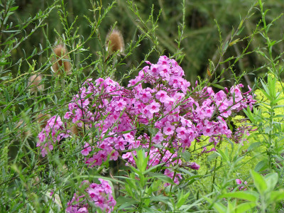 2021-08-22 Phlox 'Morfar Albert'.jpg