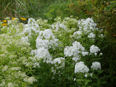 2021-08-22 Phlox 'Gregor's Pride' 2.jpg