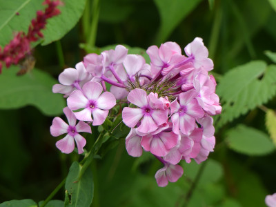 2021-08-22 Phlox 10.jpg