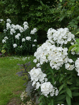 2021-08-22 Phlox 5.jpg