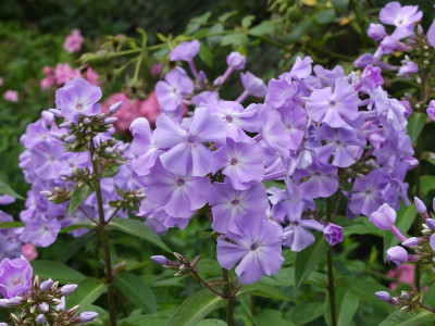 2021-08-22 Phlox 2.jpg