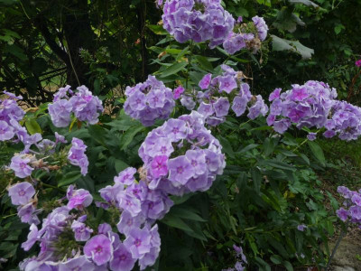 P1130067.JPG
