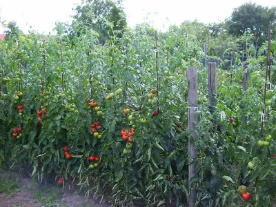 Tomatenreihen1.3.JPG