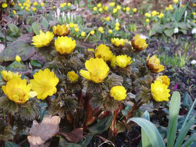 Adonis_amurensis_Ue-08.jpg