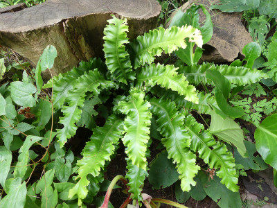 2021-08-22 Farne Asplenium scolopendrium 'Crispum Moly'.jpg