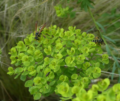 Euphorbia für Hautflügler 1.jpg