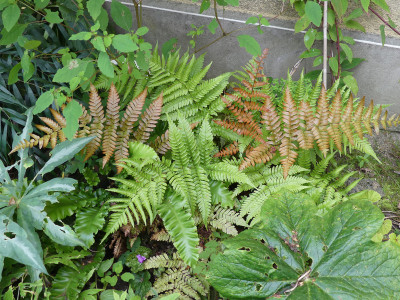 2021-08-22 Farne Dryopteris koidzumiana.jpg