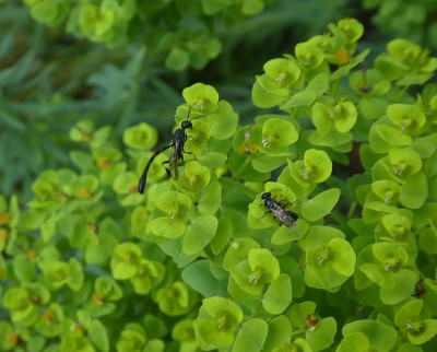 Euphorbia für Hautflügler 2.jpg