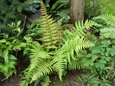 2021-08-22 Farne Dryopteris 'Jurassic Gold' 2.jpg