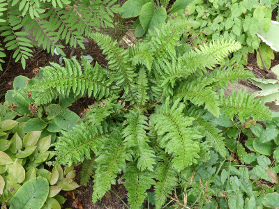 2021-08-22 Farne Polystichum aculeatum 'Zillertal'.jpg