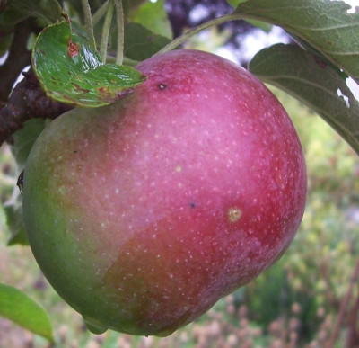 100_8773 Säulenapfel Vergleich.jpg