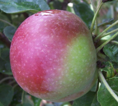 100_8774 Säulenapfel Vergleich.jpg